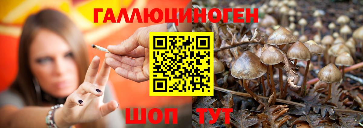 Псилоцибиновые грибы Psilocybine cubensis Людиново